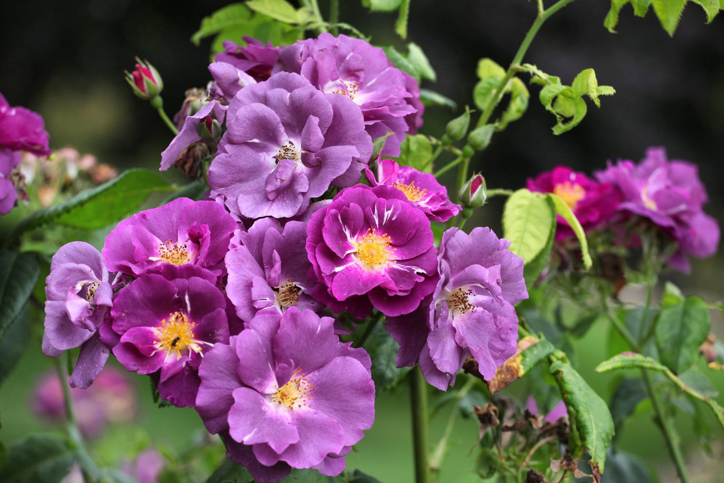 Rosa Rhapsody In Blue
