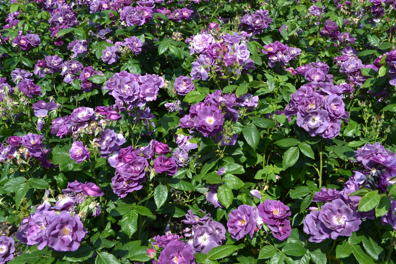 Rosa Rhapsody In Blue