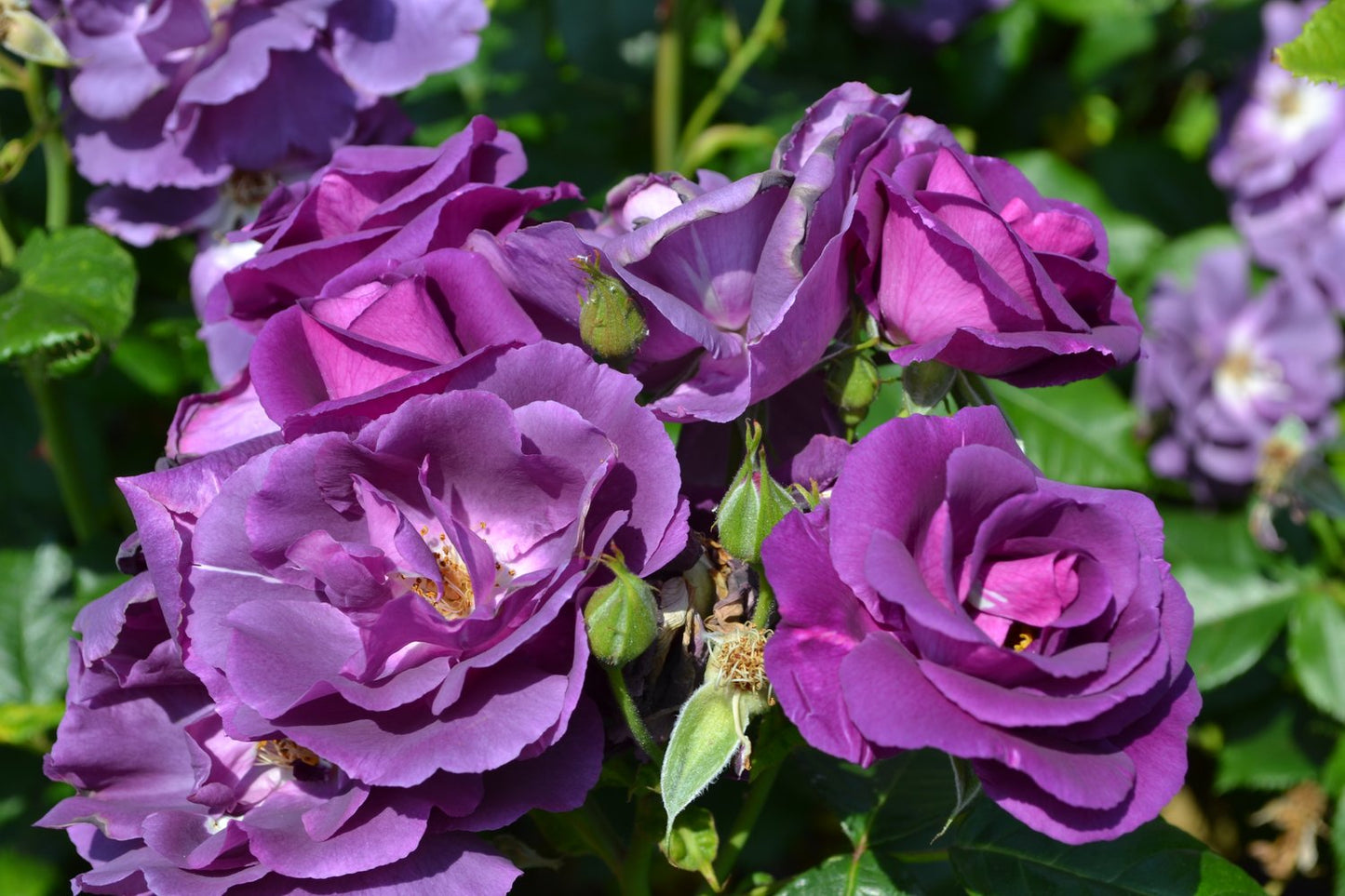 Rosa Rhapsody In Blue