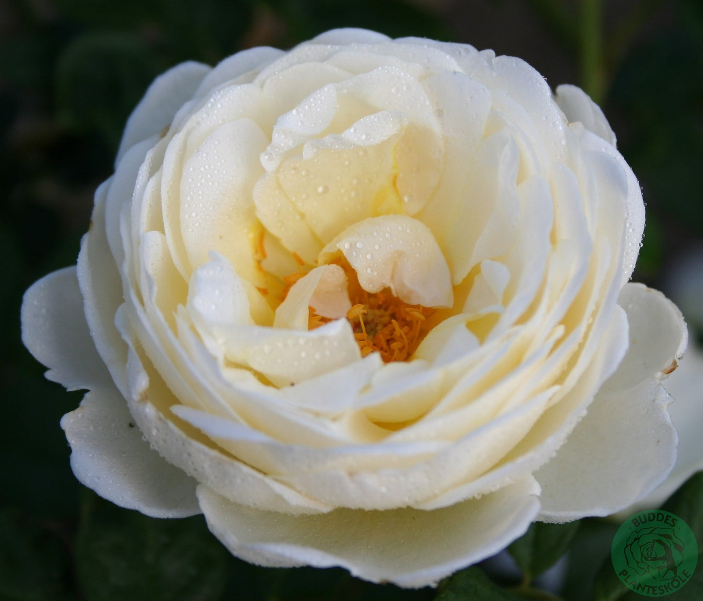 Rosa Uetersener Klosterrose