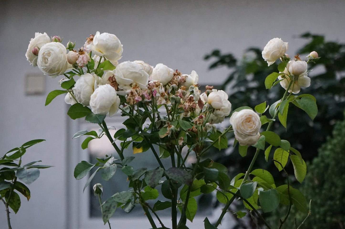 Rosa Uetersener Klosterrose