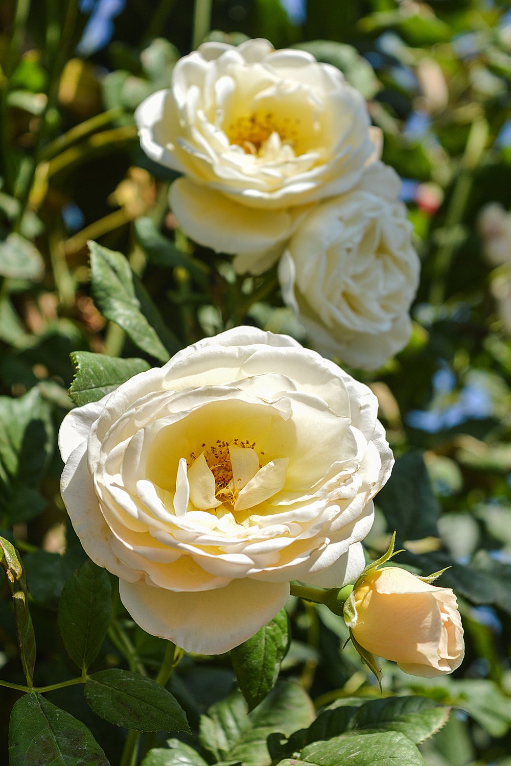 Rosa Uetersener Klosterrose