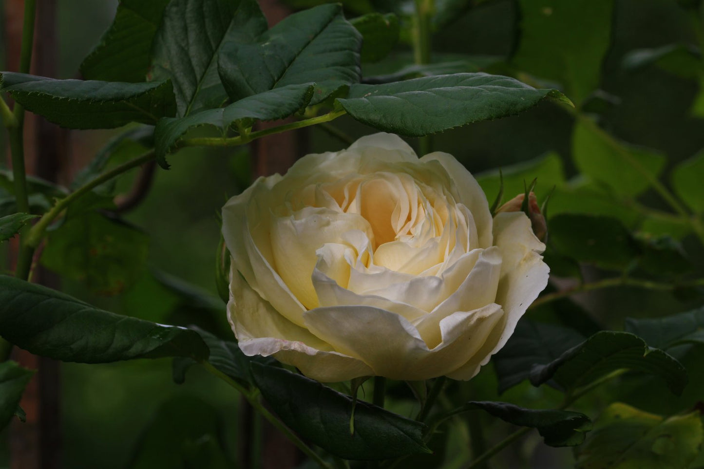 Rosa Uetersener Klosterrose