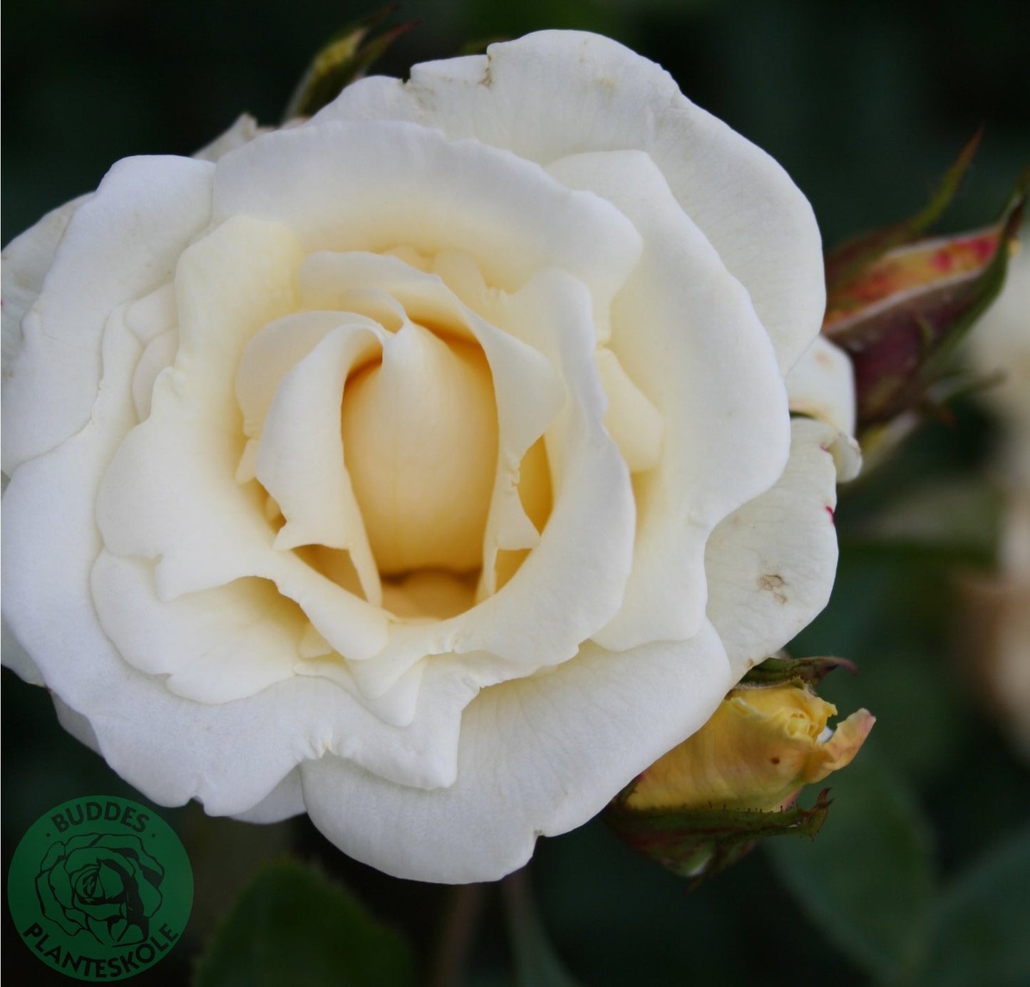 Rosa White Nights