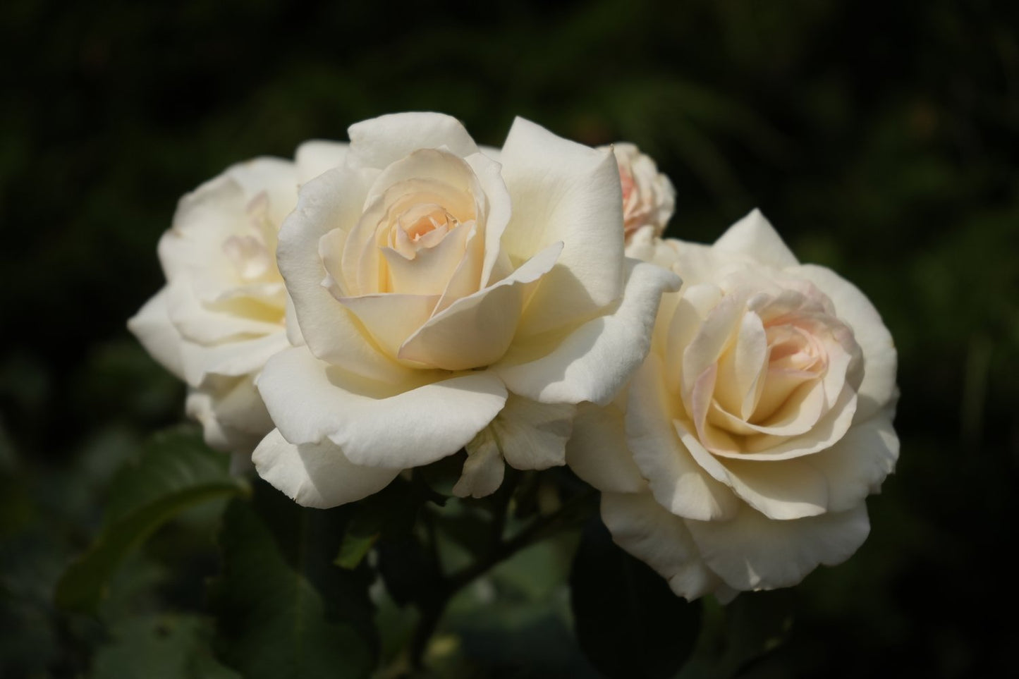 Rosa White Nights