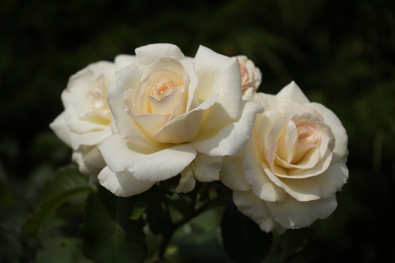 Rosa White Nights