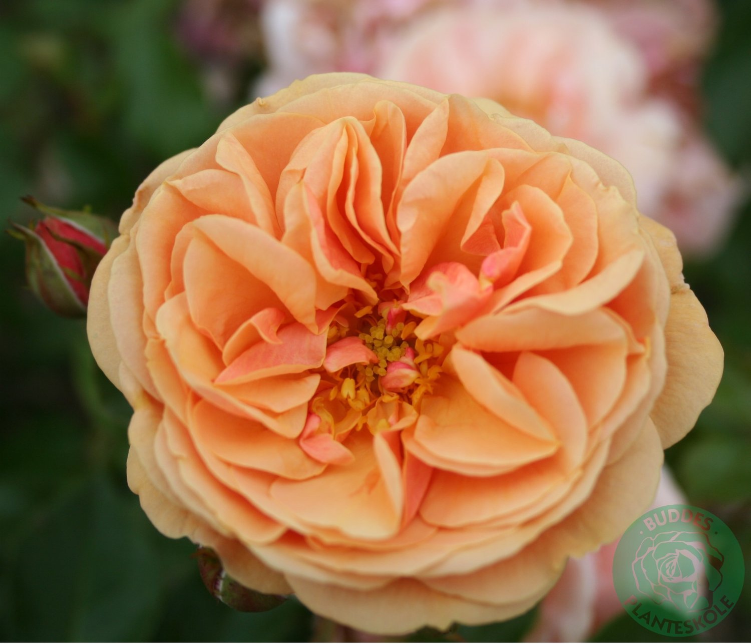 Rosa Zumba