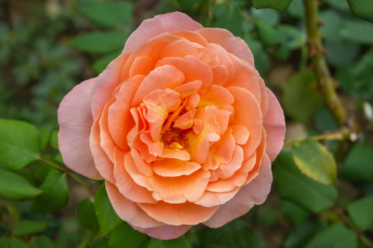 Rosa Zumba