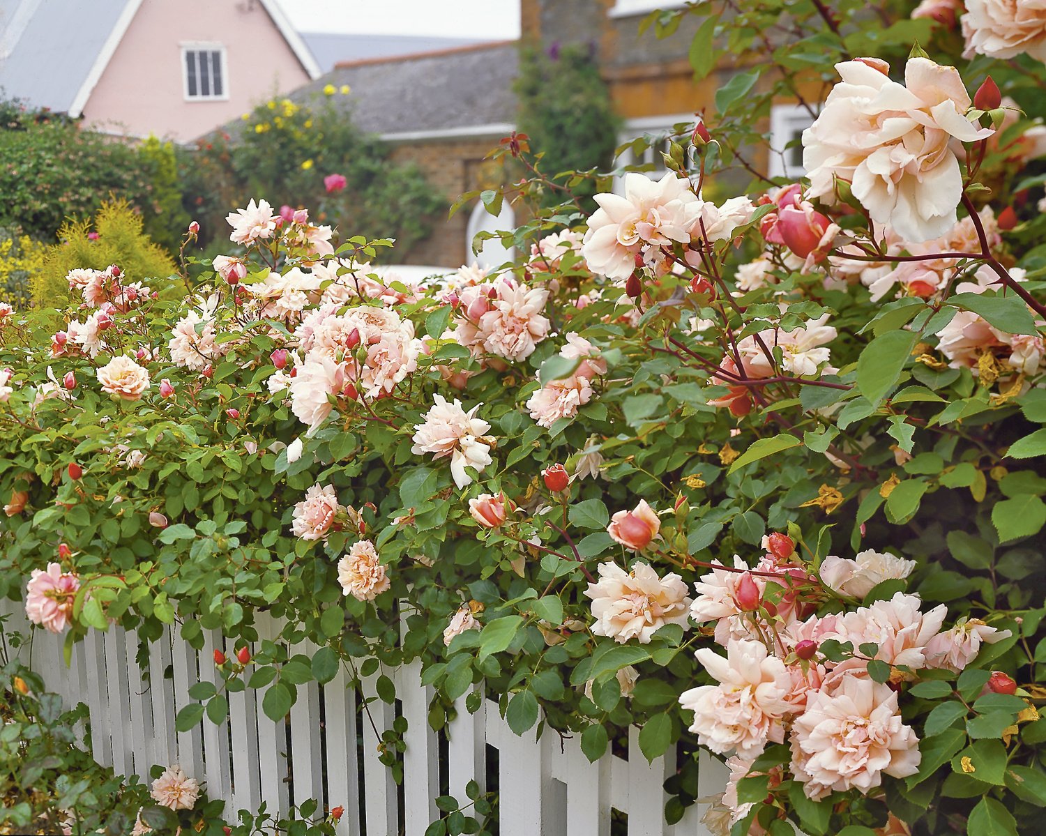 Rosa 'Albertine'