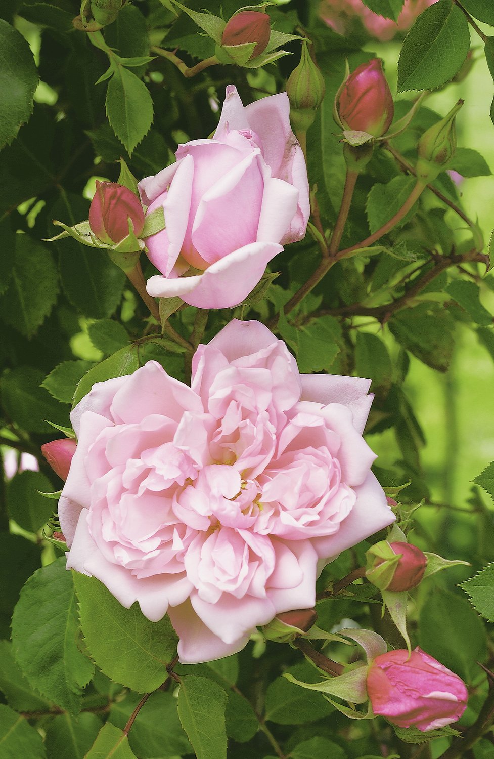 Rosa 'Albertine'