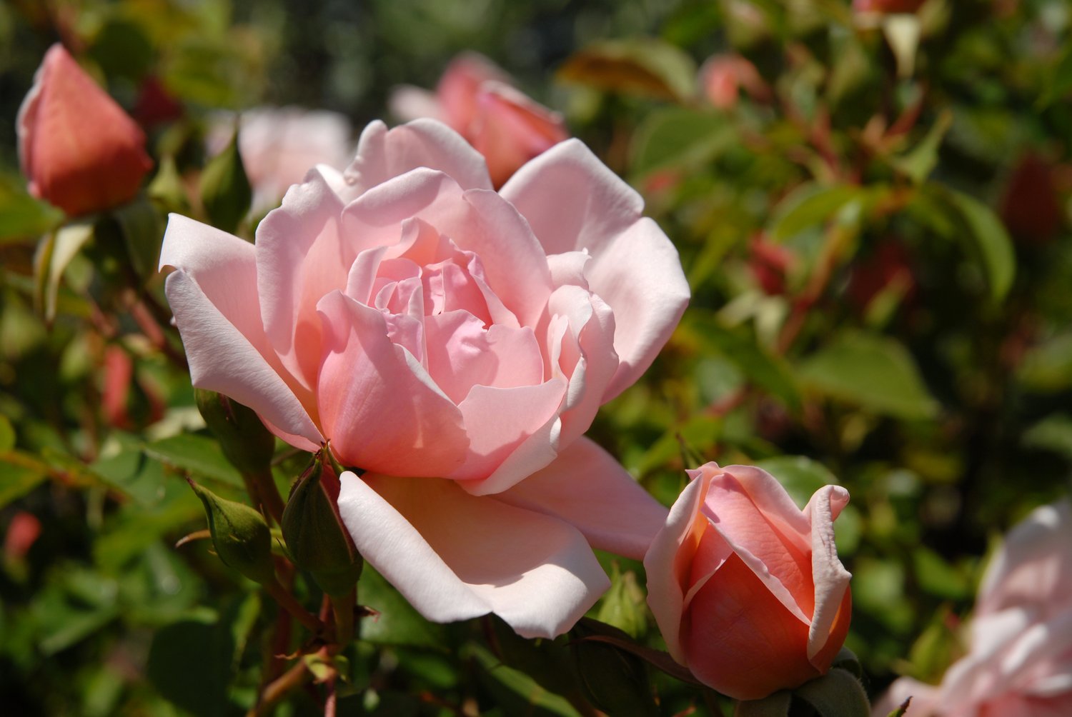 Rosa 'Albertine'