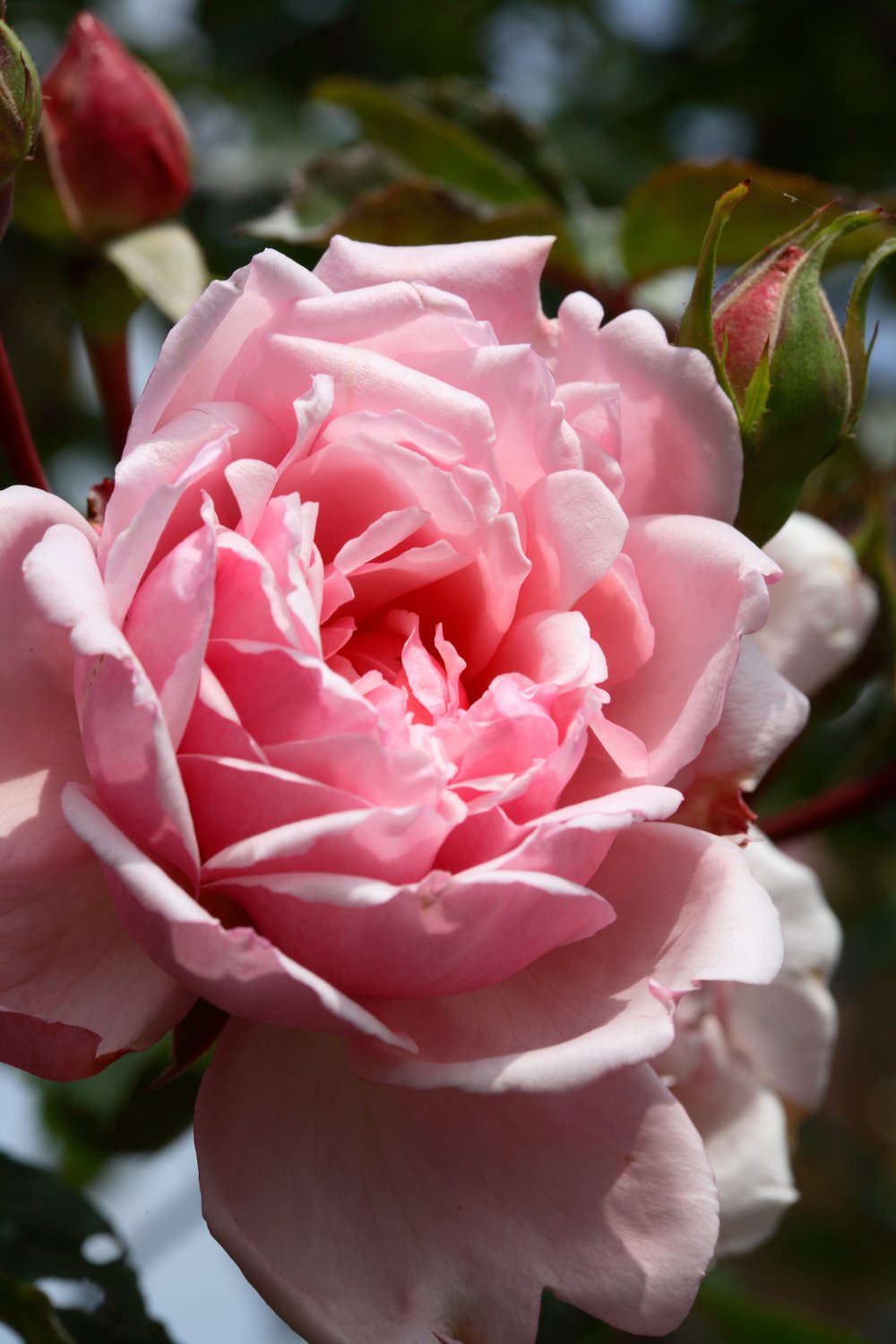 Rosa 'Albertine'