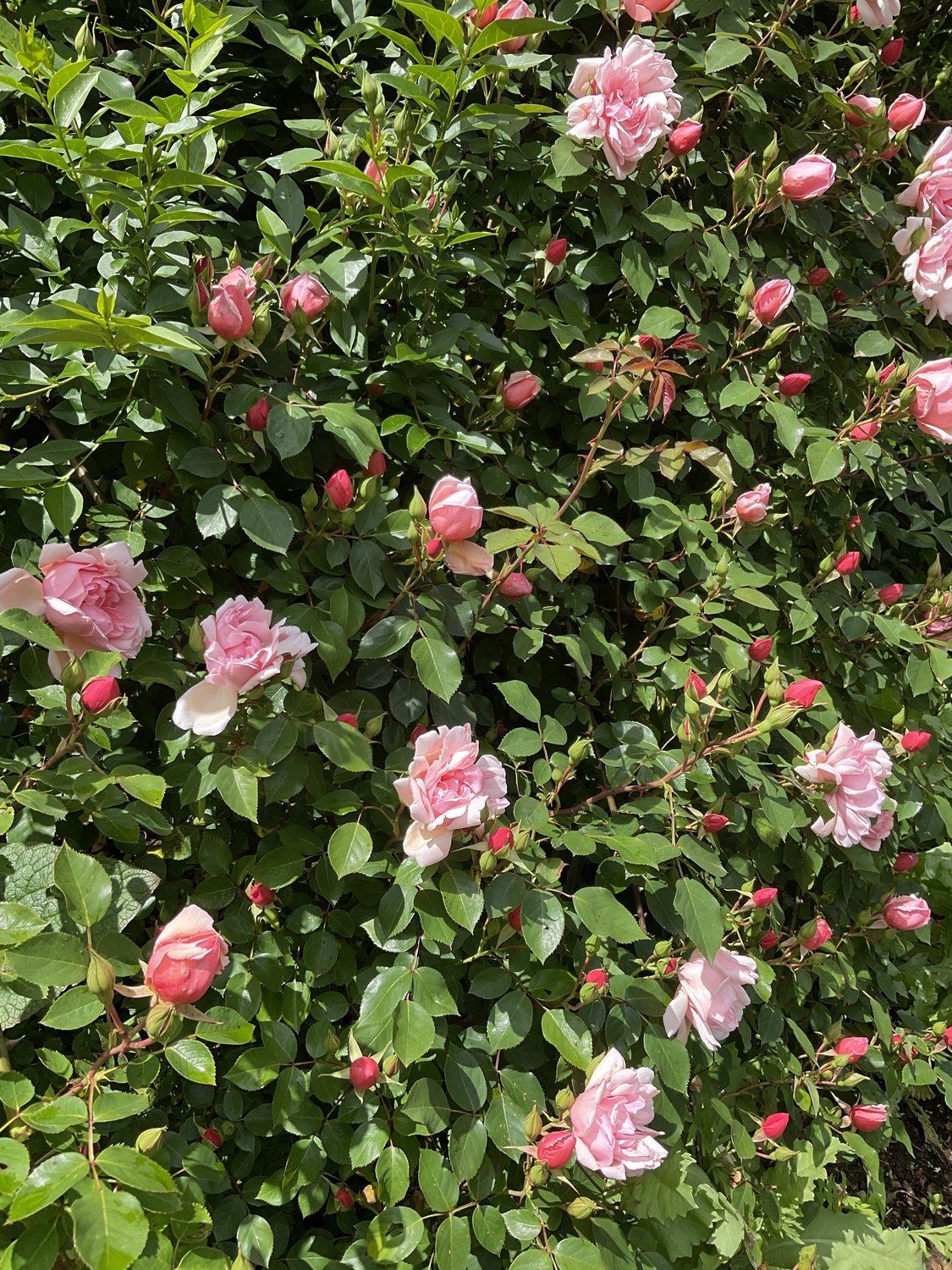 Rosa 'Albertine'