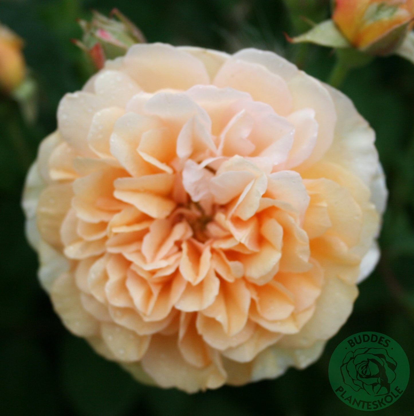 Rosa 'Buff Beauty'