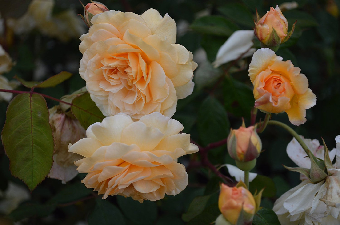 Rosa 'Buff Beauty'
