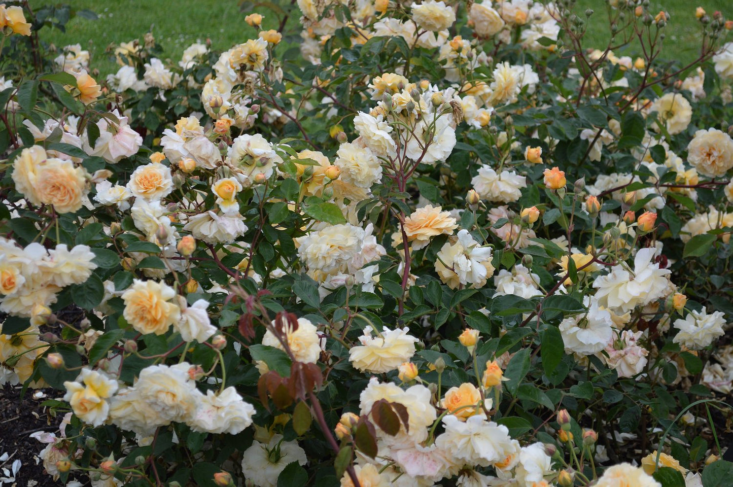 Rosa 'Buff Beauty'