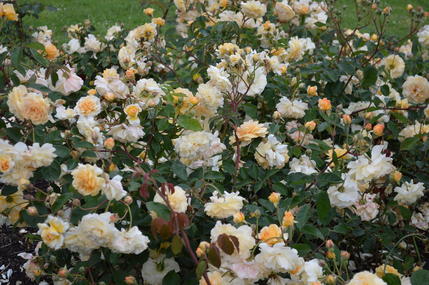 Rosa 'Buff Beauty'