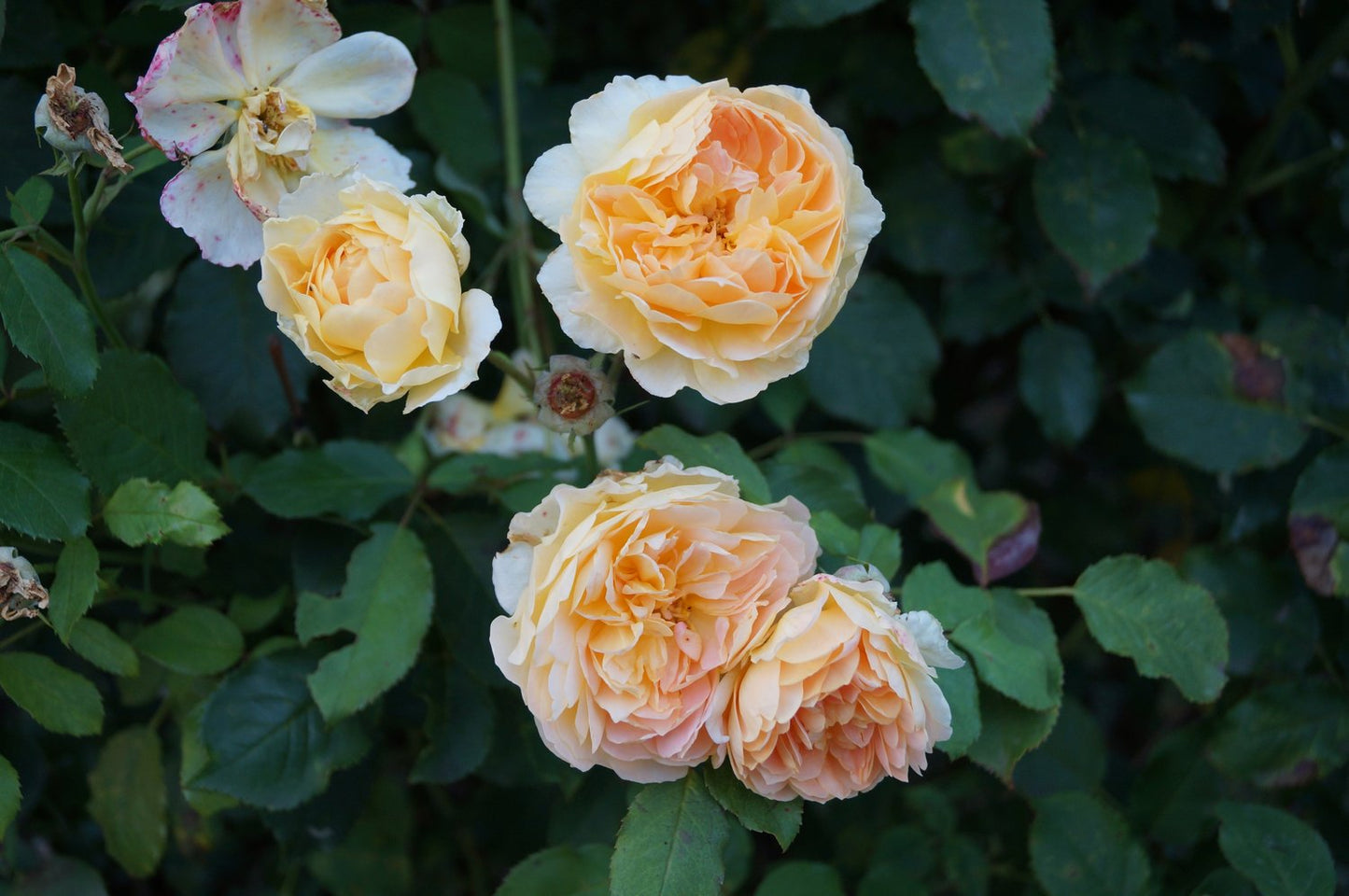 Rosa 'Buff Beauty'