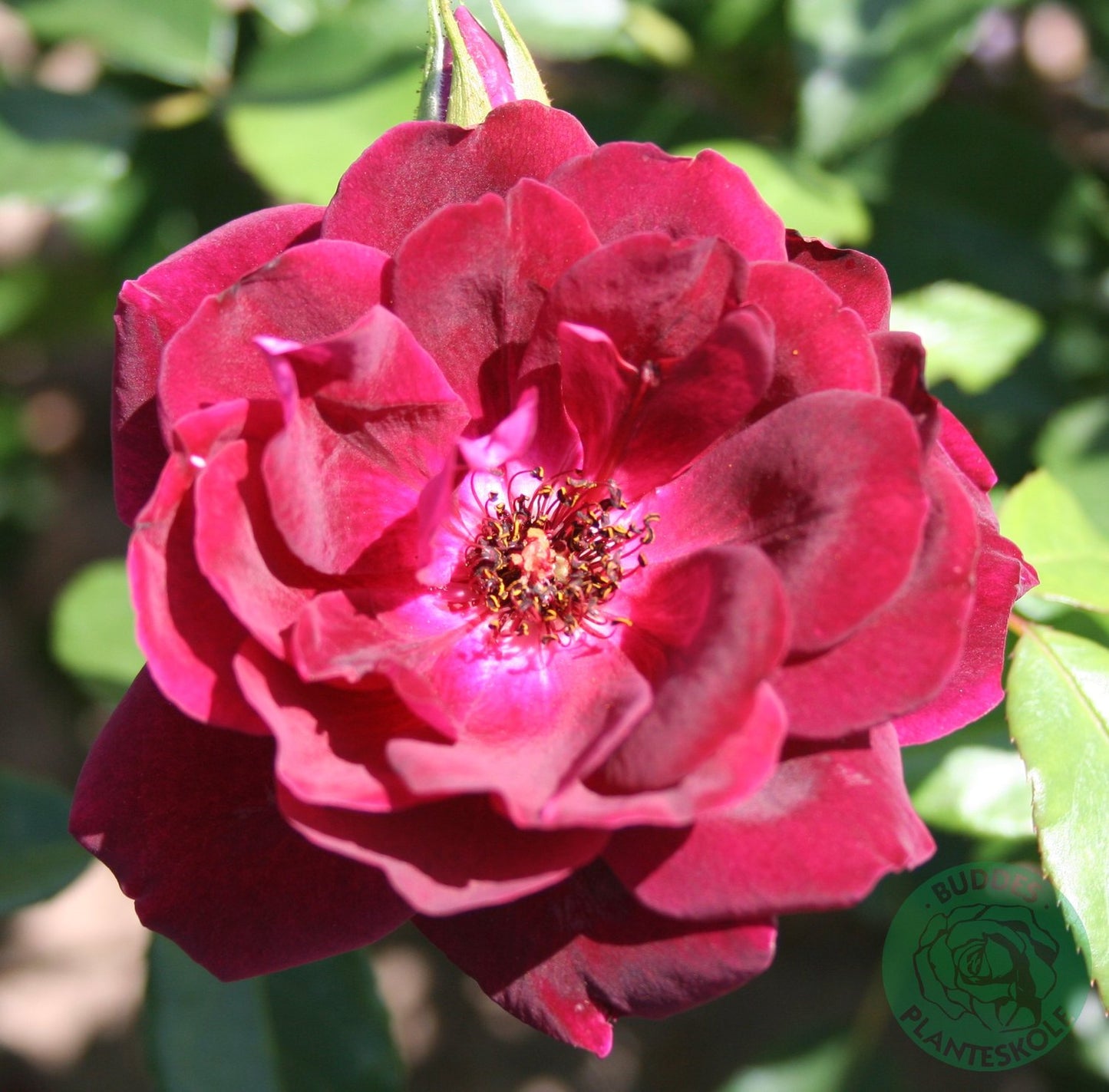 Rosa 'Burgundy Iceberg'