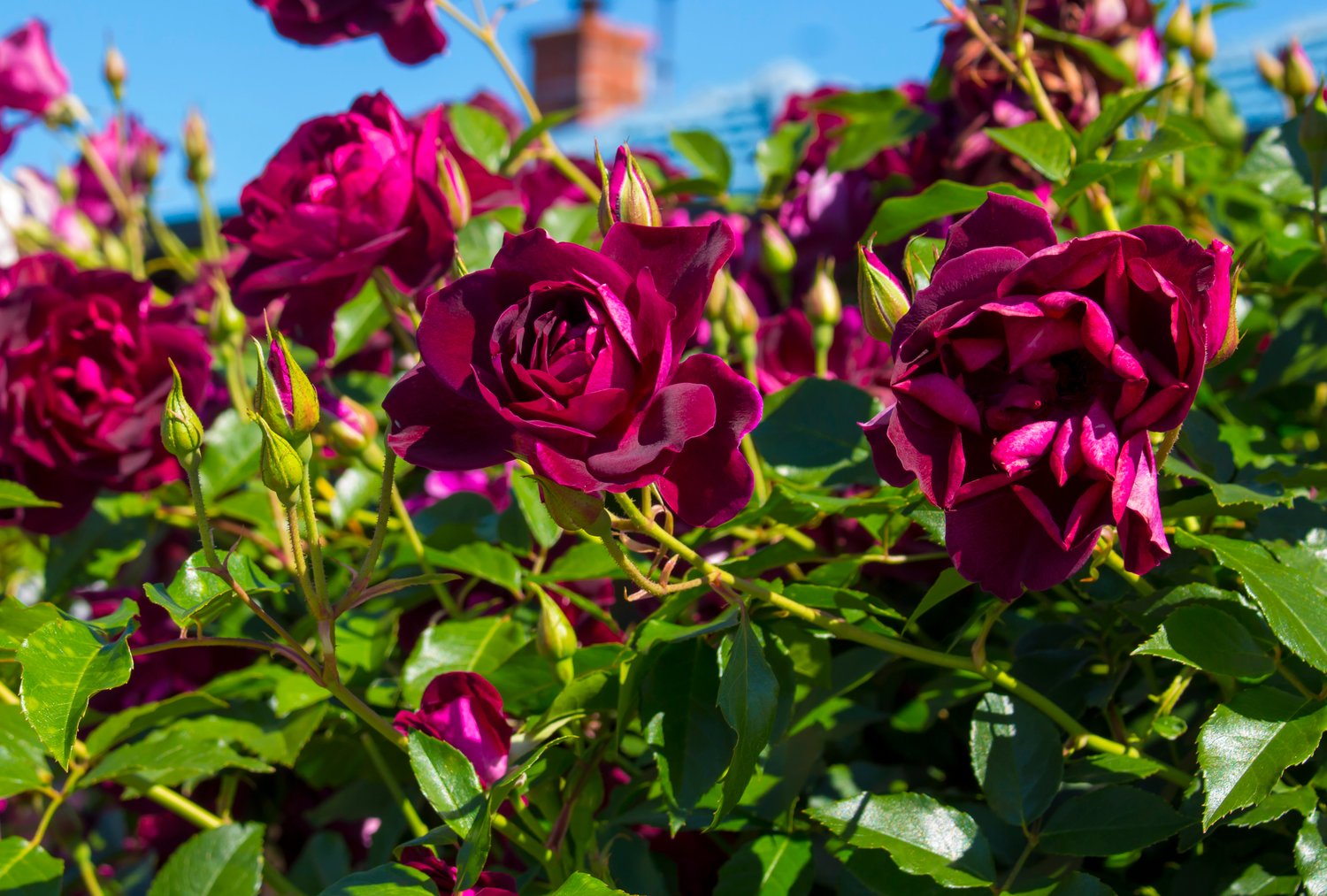 Rosa 'Burgundy Iceberg'
