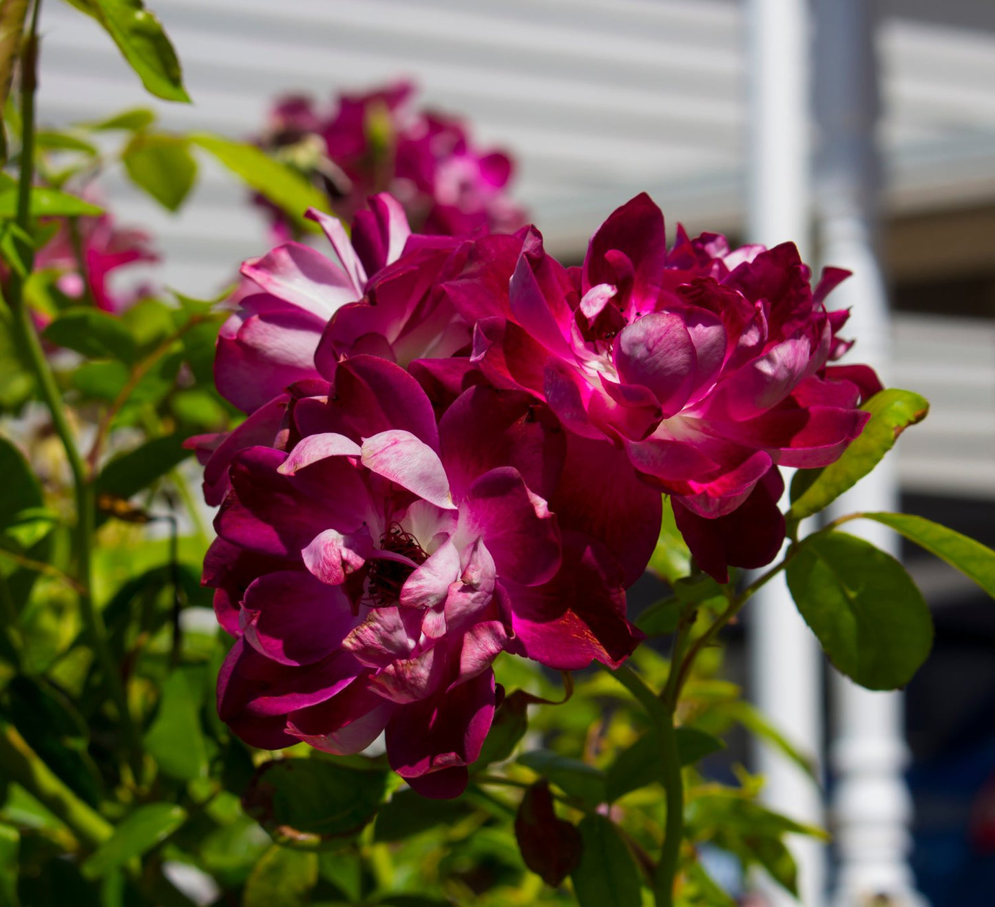 Rosa 'Burgundy Iceberg'