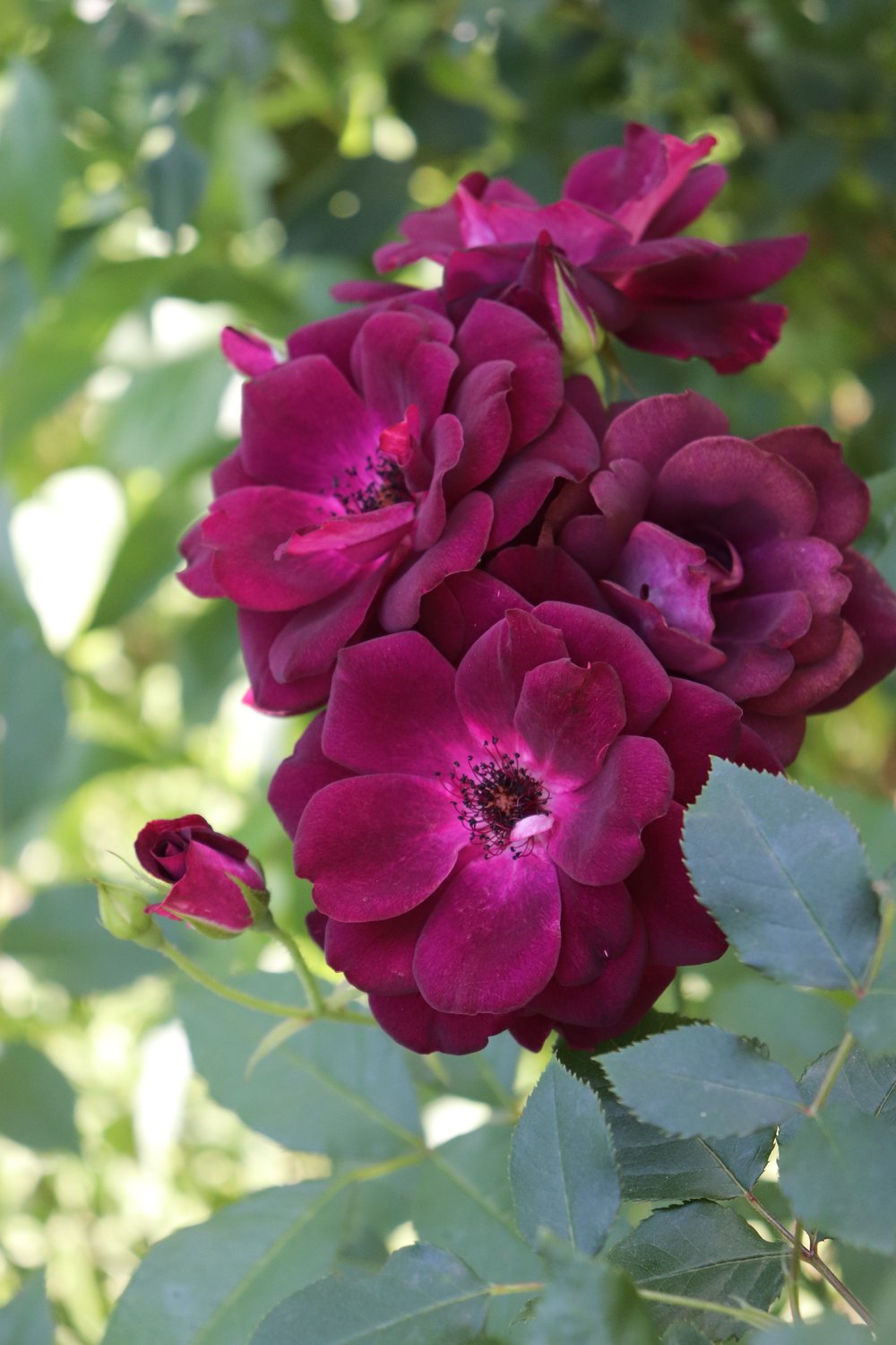Rosa 'Burgundy Iceberg'