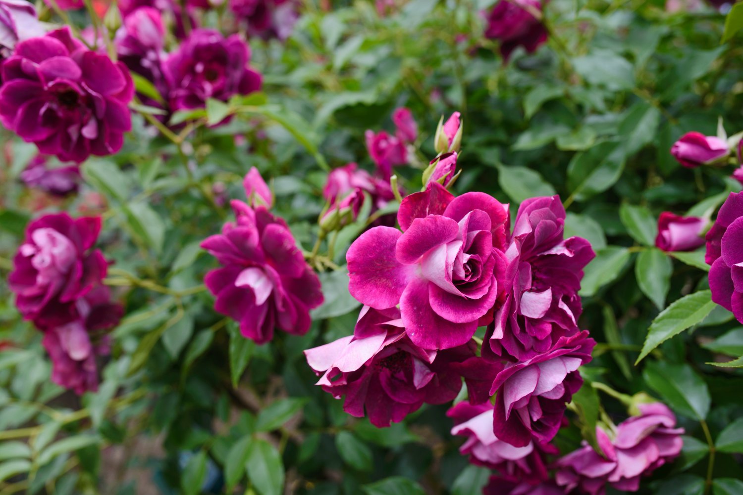 Rosa 'Burgundy Iceberg'