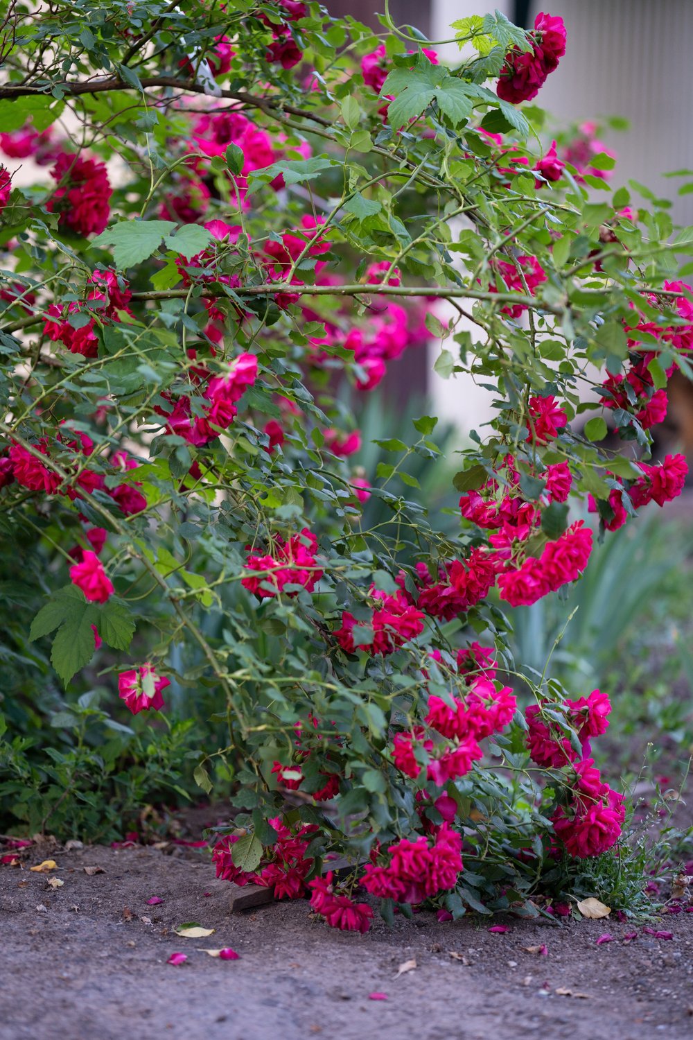 Rosa 'Burgundy Iceberg'