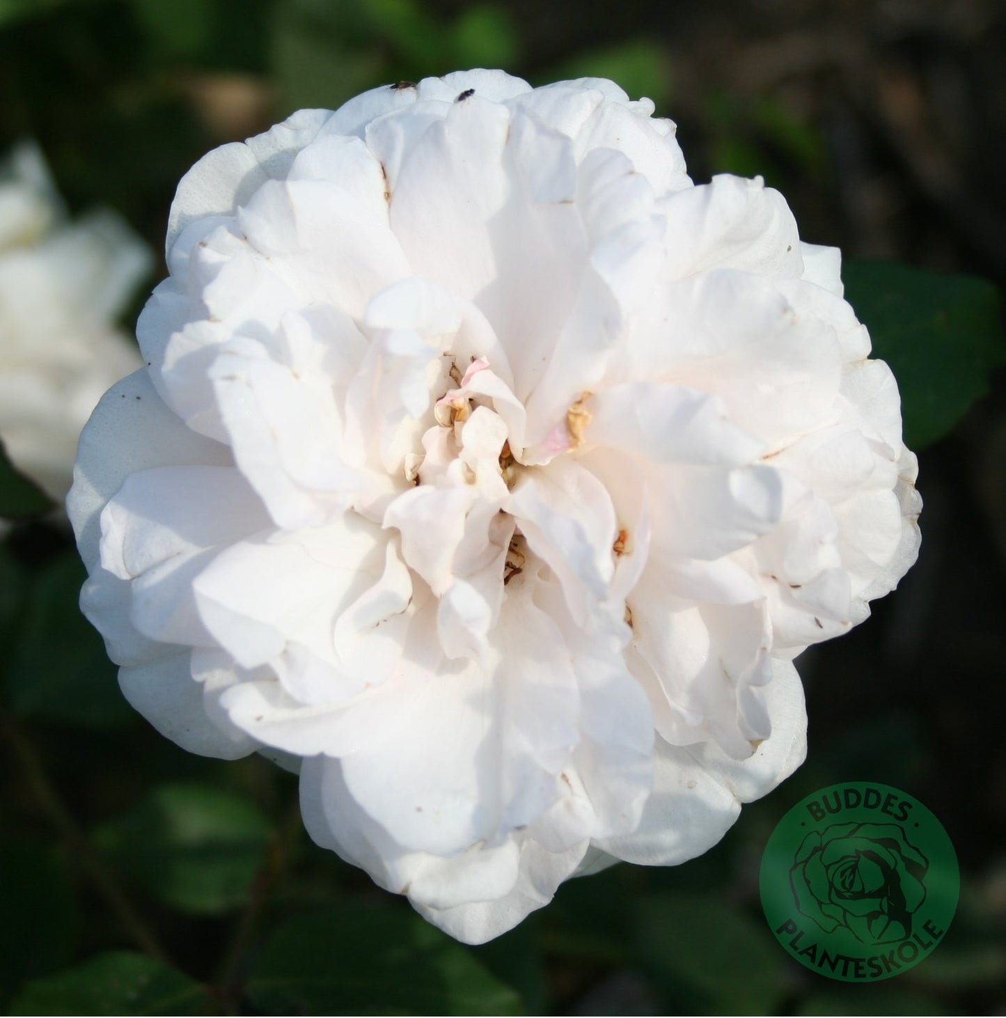 Rosa 'Mme Alfred Carrière'