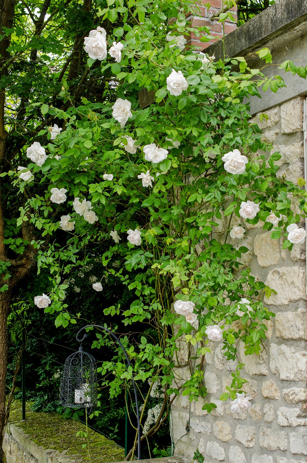 Rosa 'Mme Alfred Carrière'