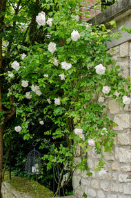 Rosa 'Mme Alfred Carrière'