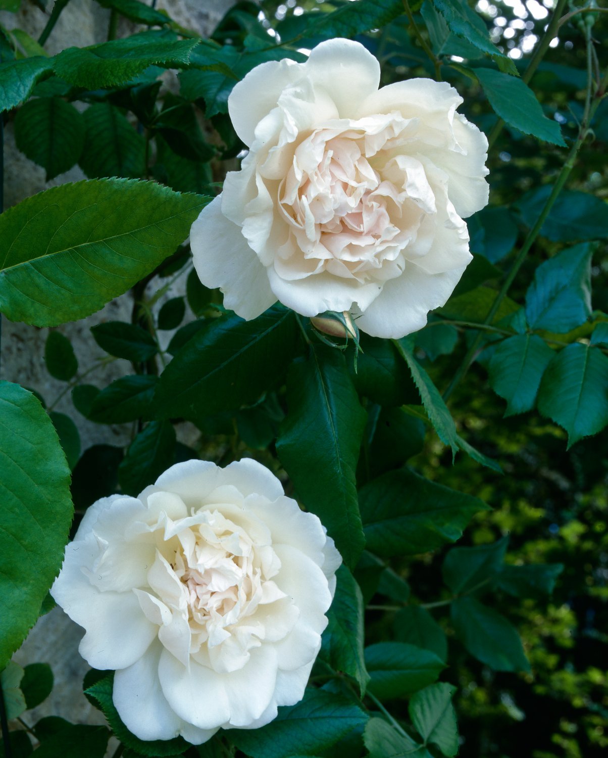 Rosa 'Mme Alfred Carrière'