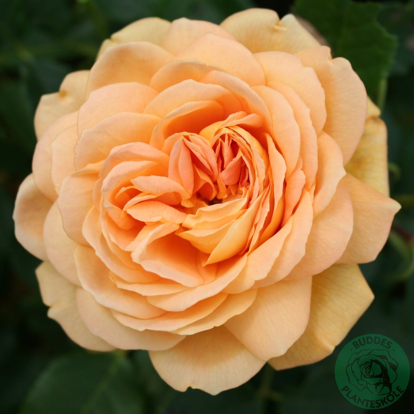 Rosa Golden Celebration
