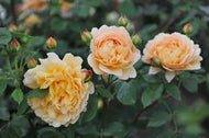 Rosa Golden Celebration