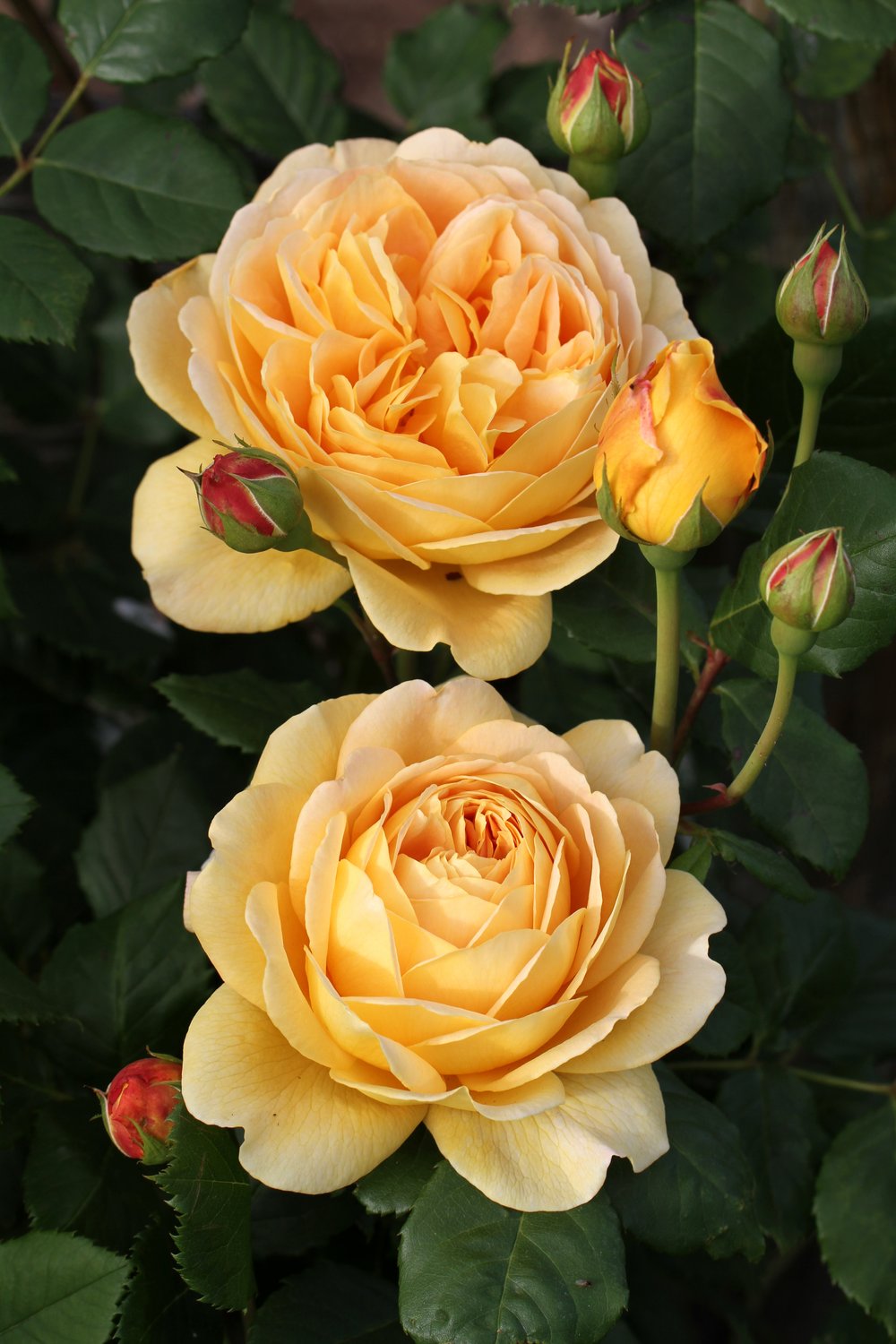 Rosa Golden Celebration