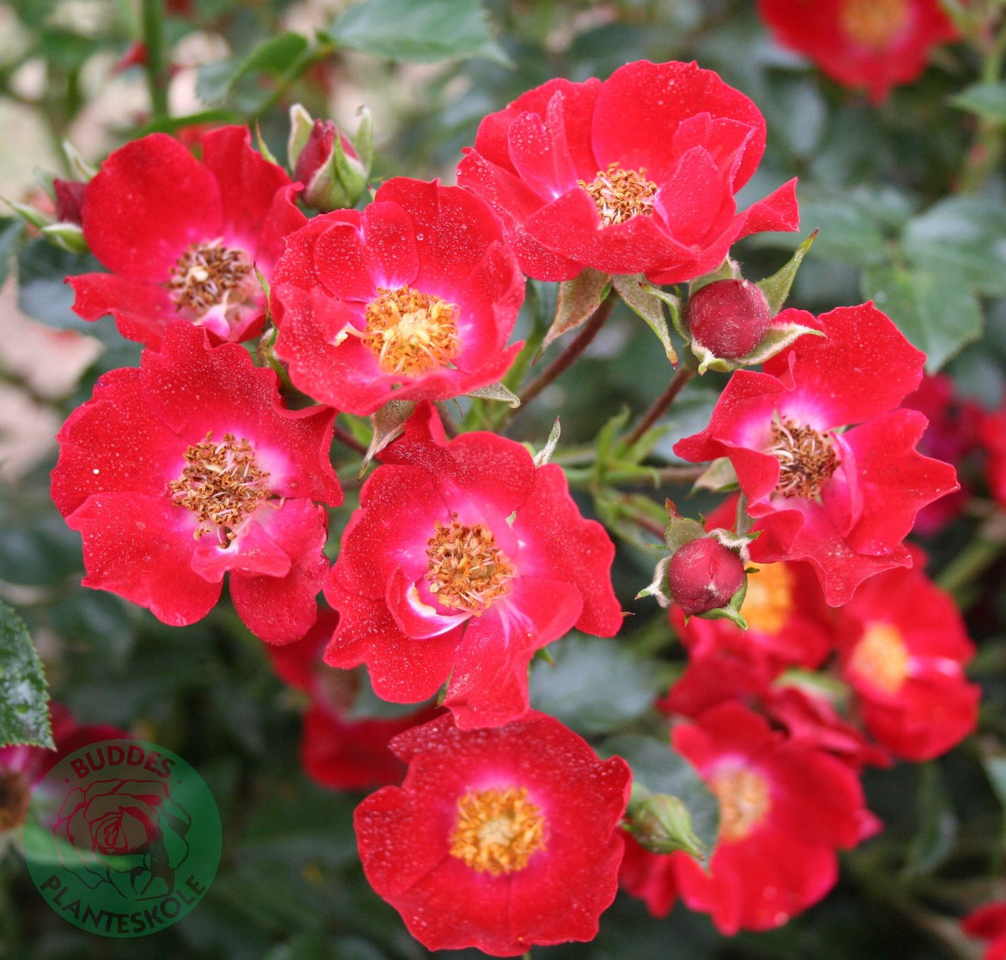Rosa Bassino