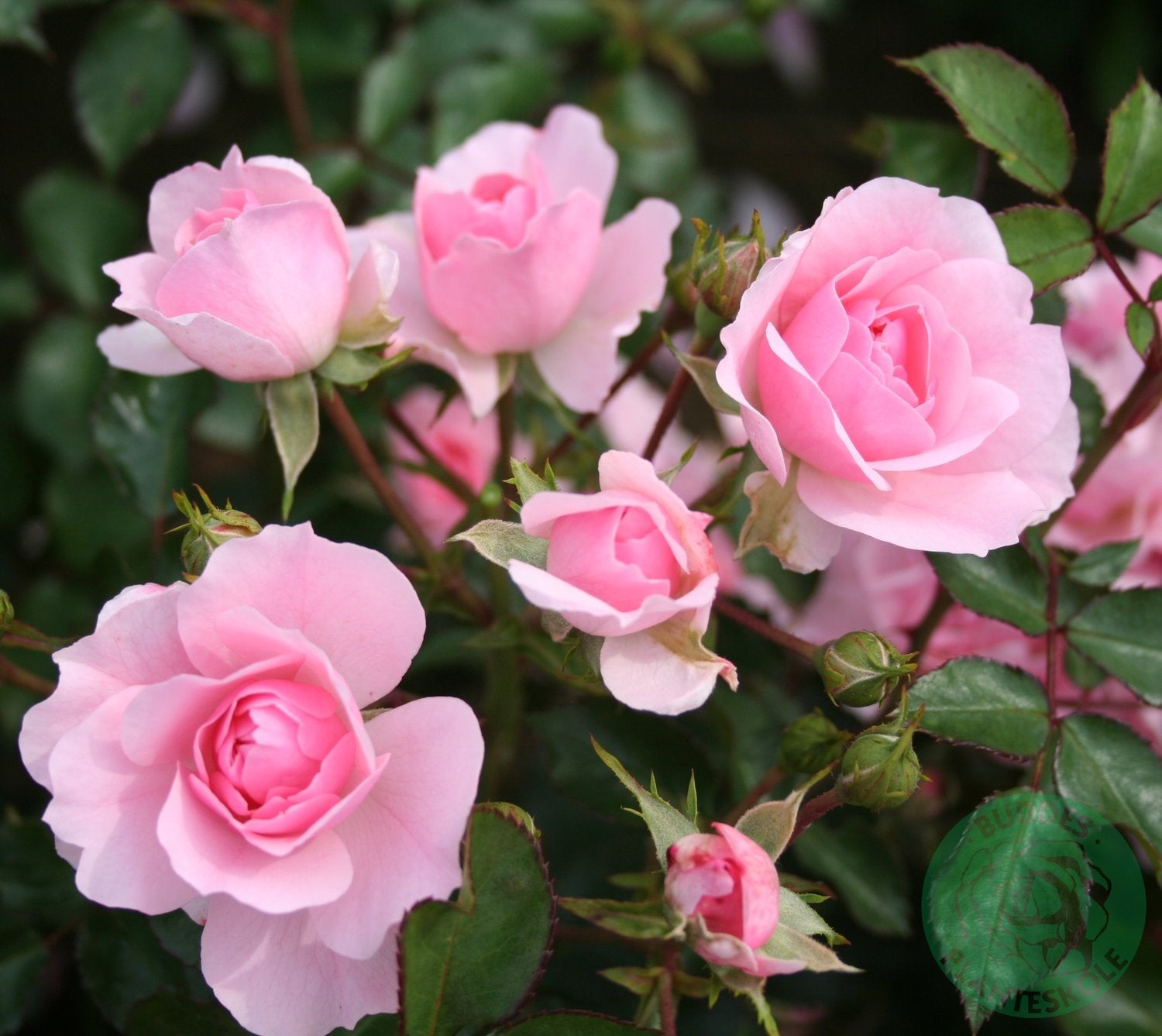 Rosa BONICA