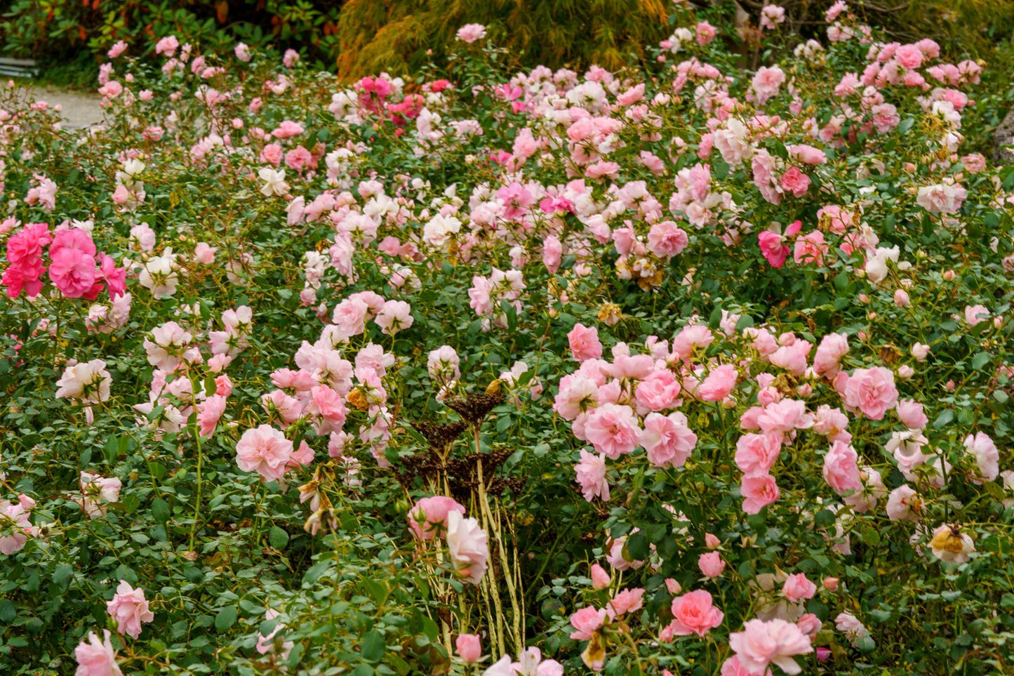 Rosa BONICA