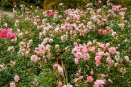 Rosa BONICA