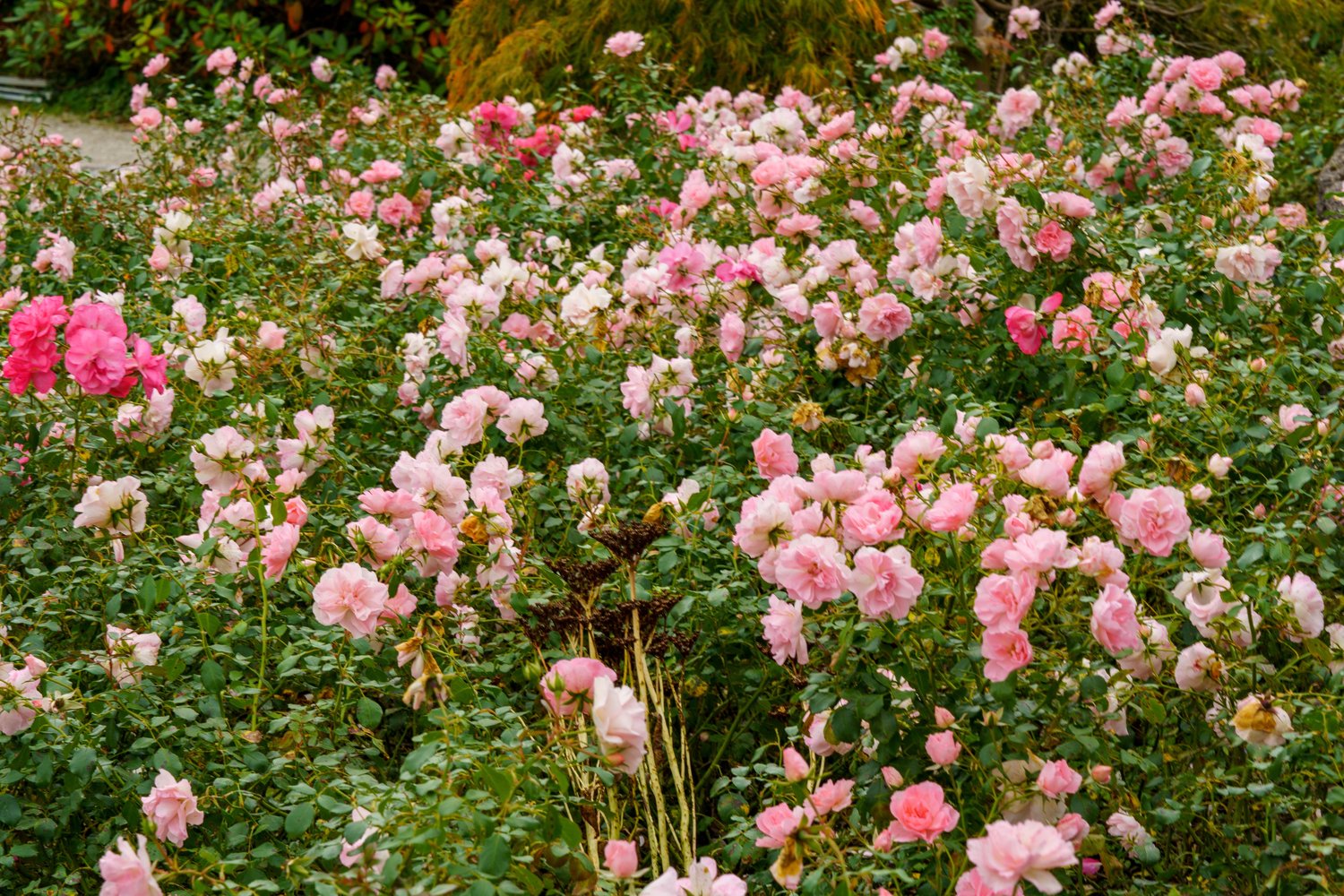 Rosa BONICA