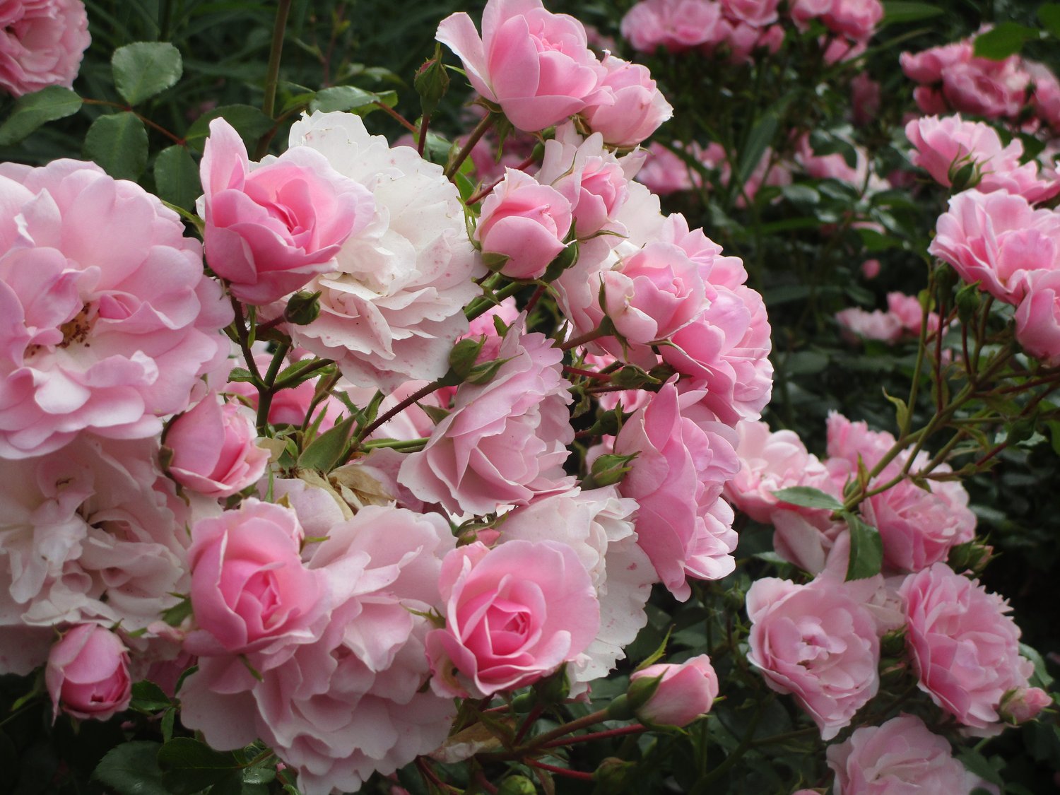 Rosa BONICA