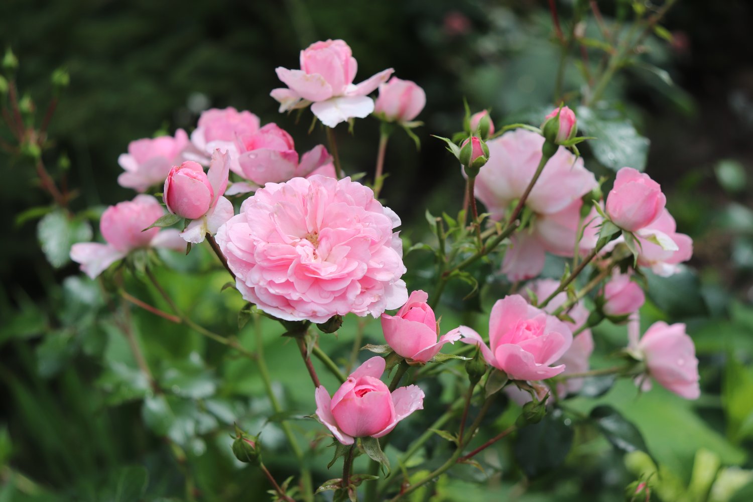 Rosa BONICA