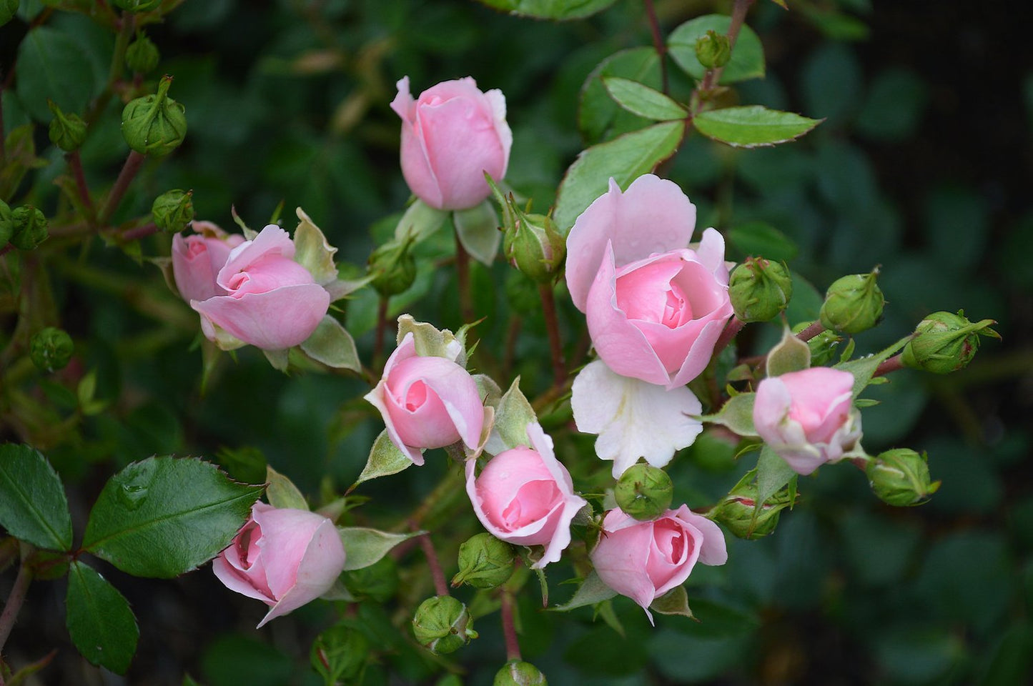 Rosa BONICA