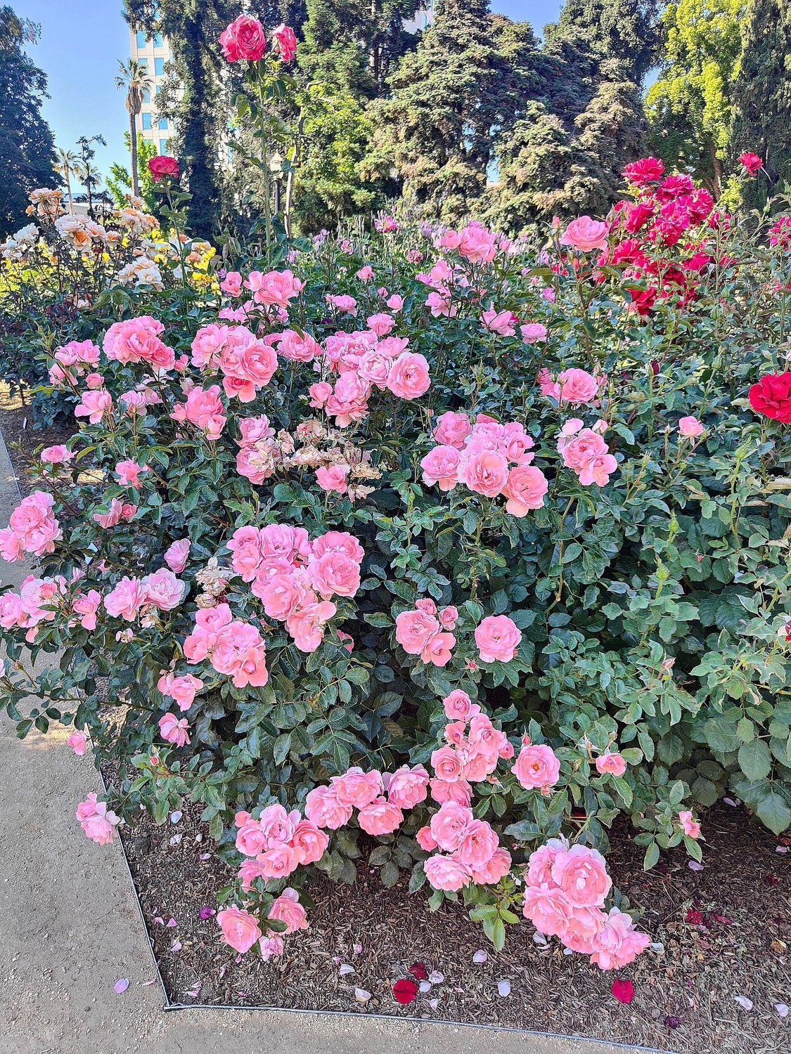 Rosa BONICA