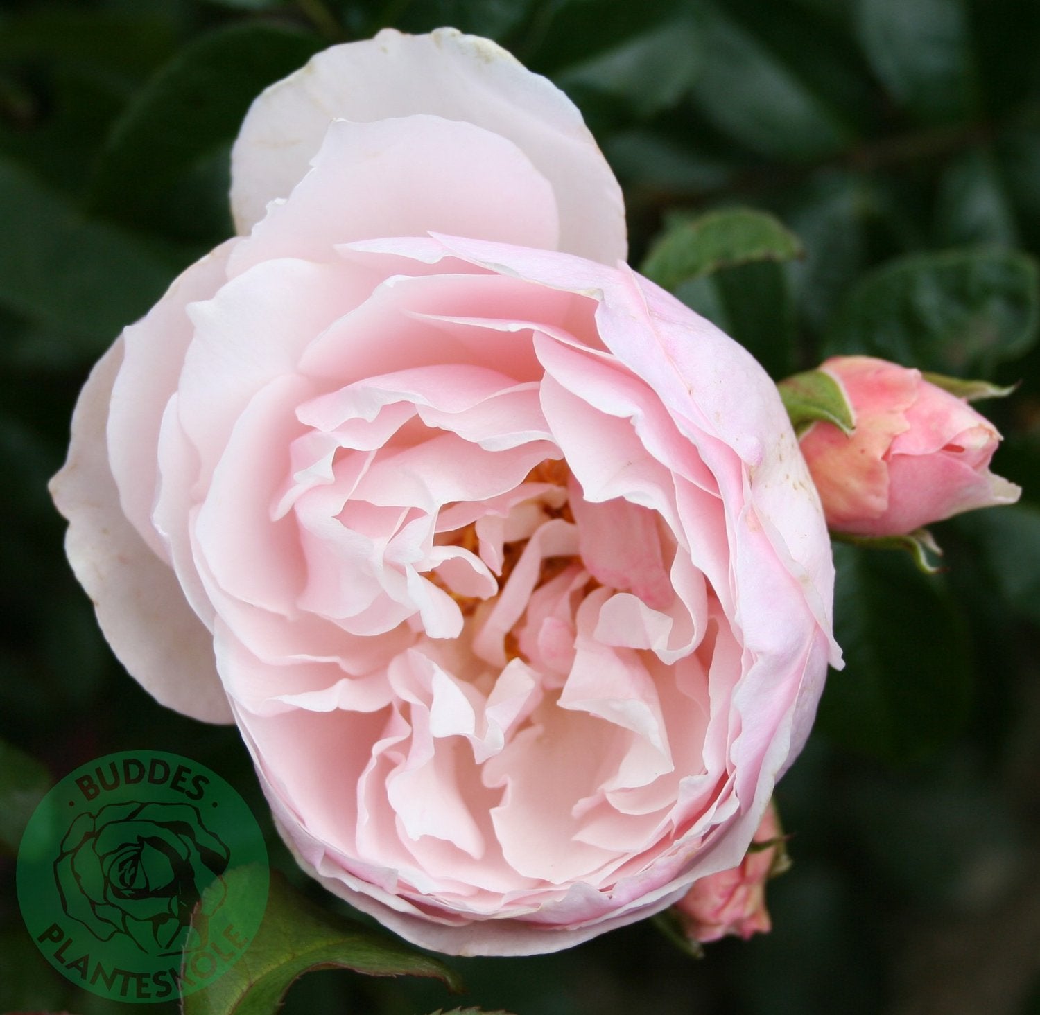 Rosa Strawberry Hill