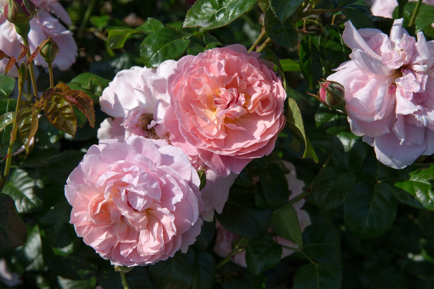 Rosa Strawberry Hill