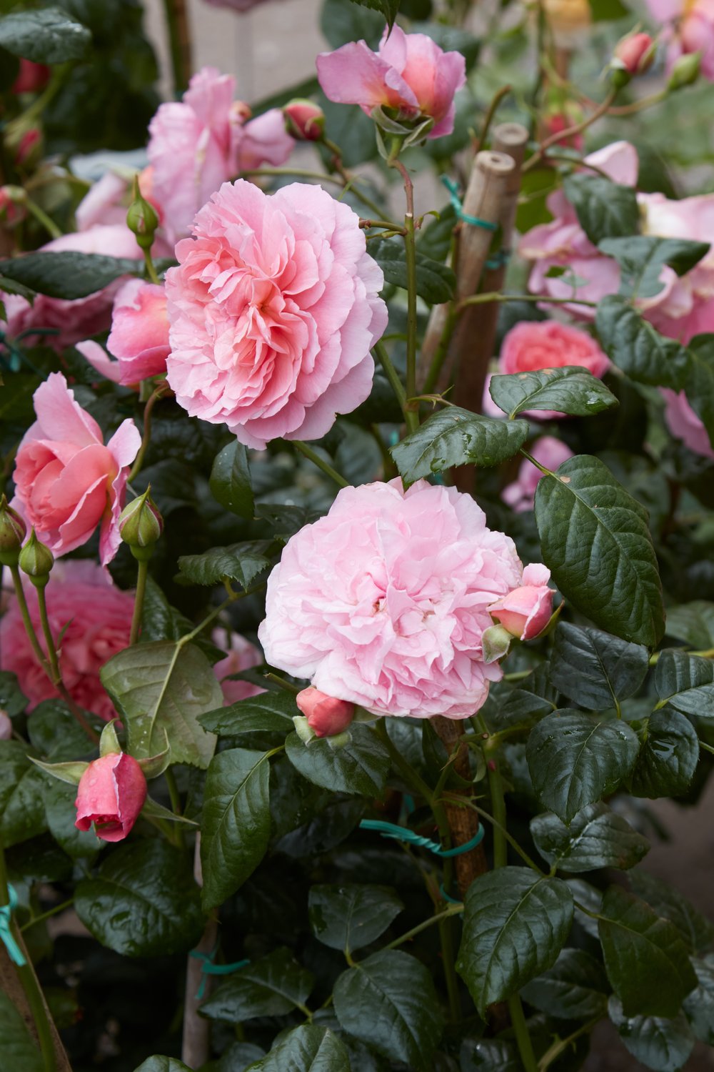 Rosa Strawberry Hill
