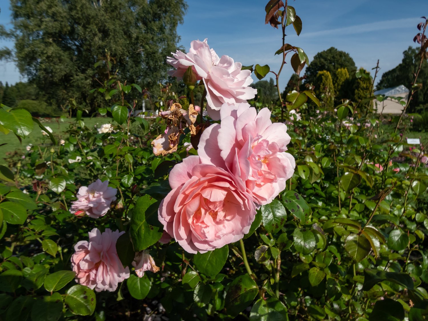 Rosa Strawberry Hill