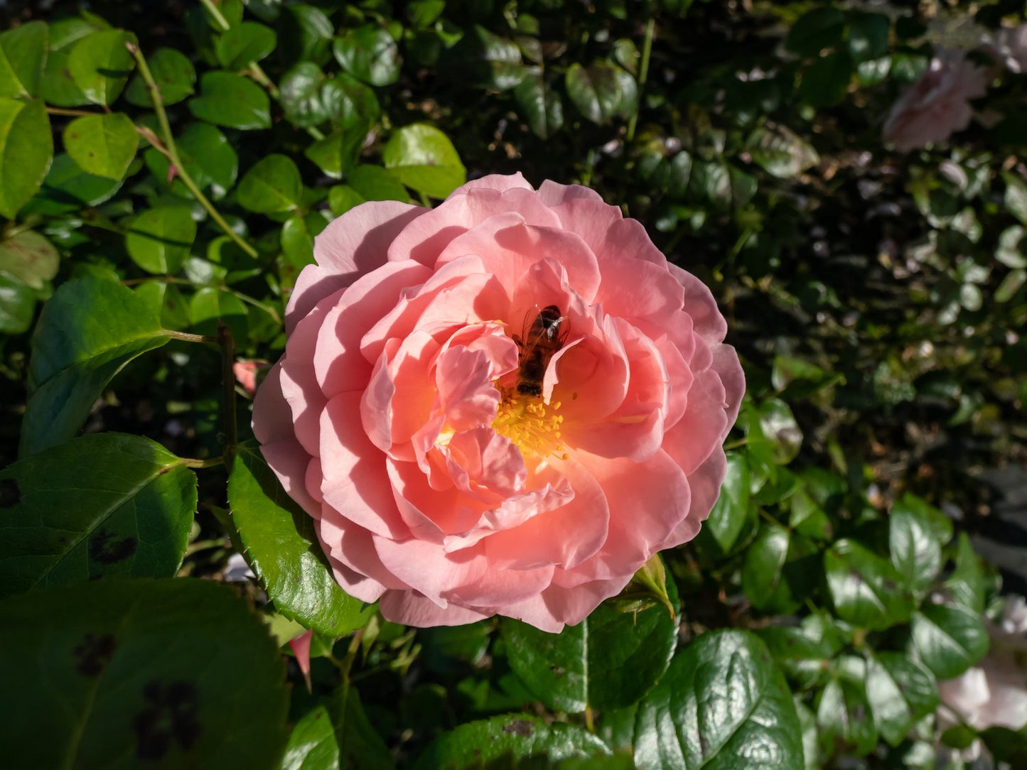 Rosa Strawberry Hill