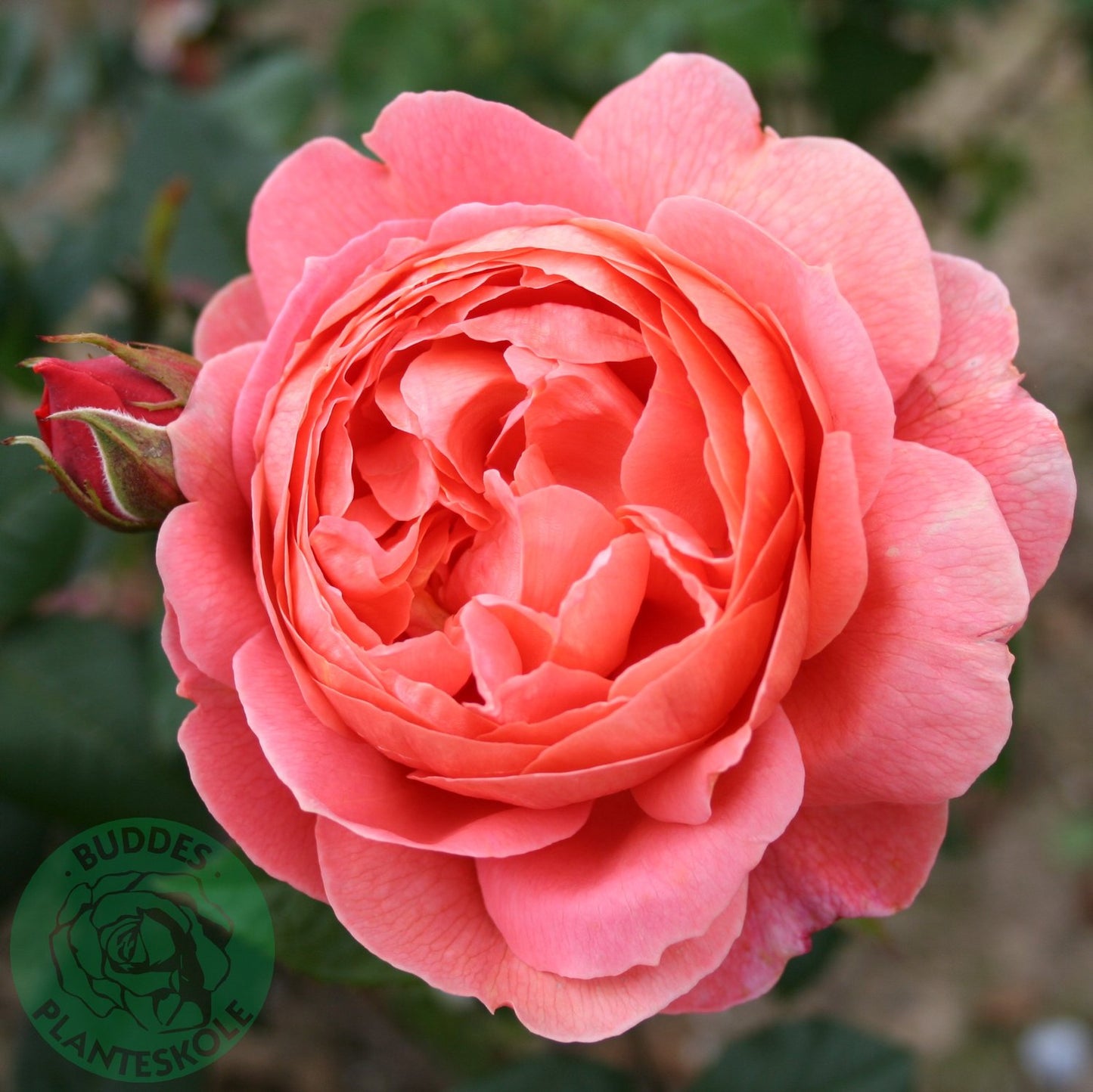 Rosa Summer Song